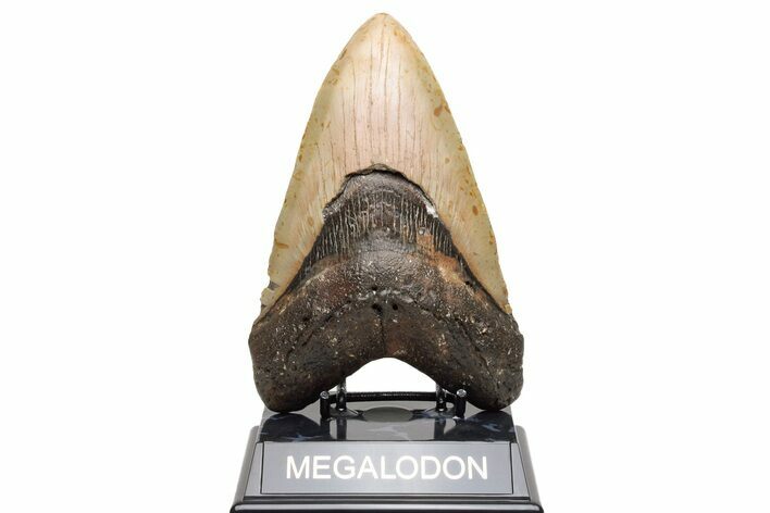 Massive Fossil Megalodon Tooth - North Carolina #235121